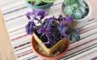 Hoe om te groeien van een Plant Purple Passion