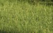 Herbiciden voor Bermuda Grass
