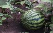 How to Grow watermeloen