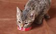Natuurlijke eetlust stimulerend voor katten