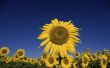 Waarom zonnebloemen altijd gezicht naar de zon?