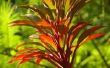 How to Care for Cordyline Fruticosa