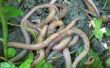 How to Bring regenwormen aan de oppervlakte