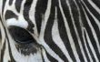 Hoe te schilderen strepen van de Zebra op een muur