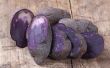 Hoe Plant & zorg voor een struik van de blauwe aardappel