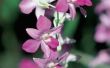 Hoe de zorg voor een paarse orchidee