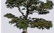 Hoe te identificeren van bonsaibomen