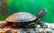 Hoe te identificeren huisdier schildpad soorten