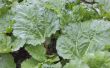 How to Make rabarber blad natuurlijke bestrijdingsmiddelen
