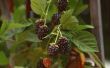 Kan je groeien Boysenberries in Noordelijk Idaho?
