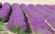 How to Grow lavendel in Zone 9