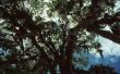 Cypress vs. Cedar Mulch: welke Is beter voor uw tuin?