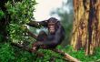 Aanpassing van de chimpansee