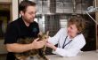 Schildklier behandeling bij katten