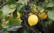 Goede meststof voor citroenbomen