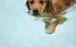 Openbare zwembaden voor honden