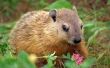 Hoe om af te schrikken van de Groundhogs van graven onder gebouwen