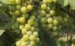 Hoe om te groeien wijnstokken in Perth achtertuin