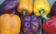 Waarom paarse paprika's veranderen groen koken