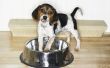 Tekenen & symptomen van blaaskanker bij honden