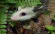 Aanpassing van een Opossum