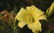 Hoe verdelen Stella de Oro Daylilies