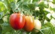 Hoe te genezen van de plaag van de tomaat