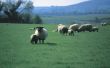 Subsidies voor het aantrekken van schapen