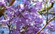 Lente paarse bloeiende bomen