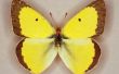 Gele vlinders identificatie
