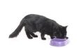 Maakt bepaalde voeding voor de kat kat uitwerpselen geur erger?