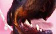 How to Get Rid van zwarte tandsteen op honden