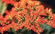 How to Care for Kalanchoe planten