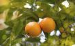 Hoe de zorg voor een Meyer citroen boom binnenshuis