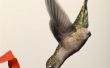 Vogels die zich uit een Hummingbird Feeder voeden