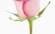 Hoe lang duurt het voordat een Rosebud een roos wordt?