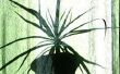 How to Take Care van Palm kamerplanten