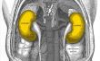 Tekenen & symptomen van zwakke nieren