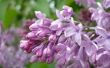 Hoe de zorg voor Franse Lilac