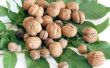 Hoe om te oogsten en eten Hickory noten
