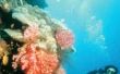 Wat voor soort zee wezens leven in een tropische oceaan?