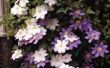 How to Grow Clematis in Containers