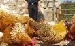 Inbreeding is een probleem voor kippen leggen?