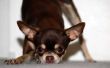 How to Get Rid van vlooien op een Chihuahua