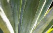 Zorg & ziekte van Agave planten