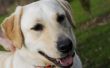 Hoe maak je Eigengemaakte Hondevoer voor Labradors