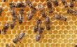 Wat gebeurt er met bijen & wespen nachts?