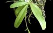 Hoe te identificeren en elimineren orchidee plagen