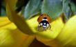 Hoe men op lelies Ladybugs doden?