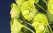 Hoe te snoeien Euphorbia